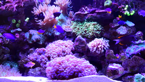 vibrant coral reef aquarium