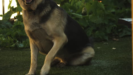 german shepherd scratching then rises and walks, static