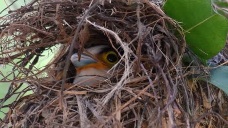 Der-Silberbrust-breitschnabel-Ist-Ein-Berühmter-Vogel-In-Thailand,-Sowohl-Lokal-Als-Auch-International