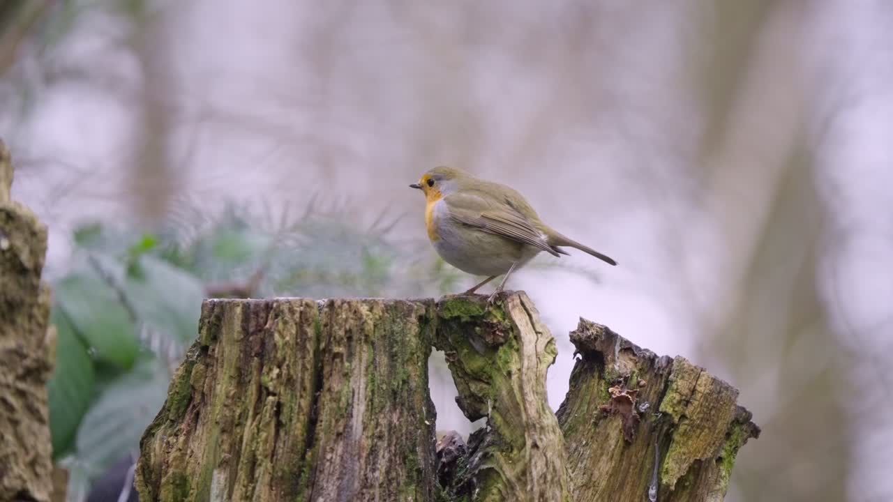 Eurasian robin stands still on stump then quickly darts away into wooded background