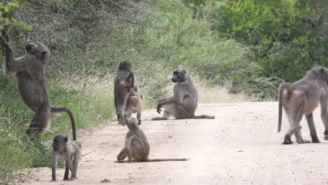 grupo de monos vervet descansando en una carretera en el parque nacional kruger en áfrica