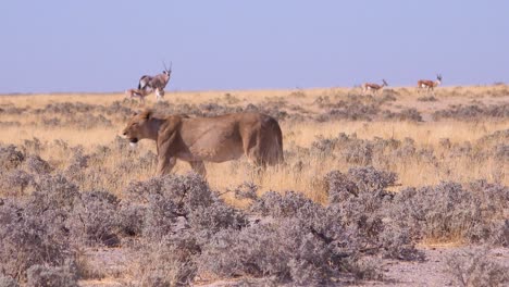 a female lion hunts on the savannah plain of africa with springbok antelope all around 2