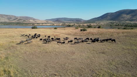 Wildlife-Skyline-Bei-Rustenburg-Im-Nordwesten-Südafrikas