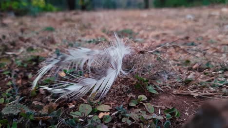 close up zoom in shot of white feathers on countryside ground