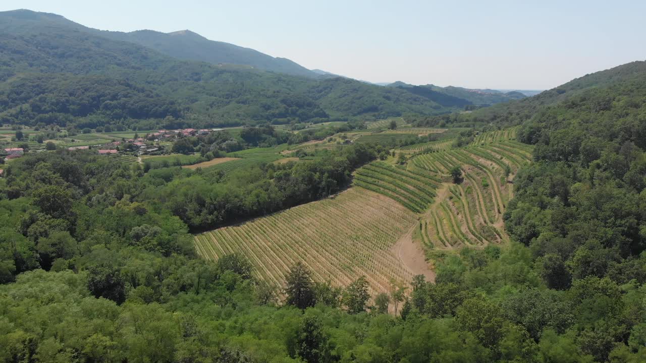 vineyard terraces in Vipava valley, Slovenia, aerial view drone flying forward