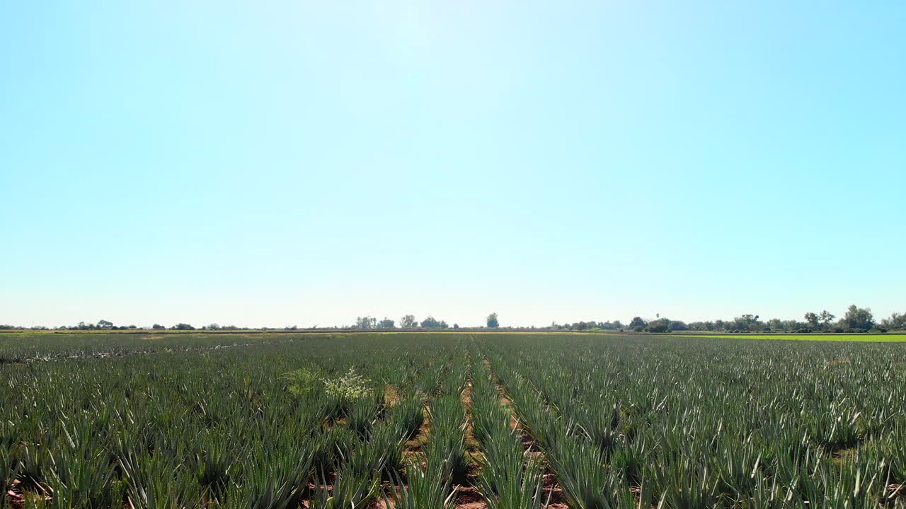 Ripresa aerea di una piccola coltivazione di Aloe Vera in un campo messicano