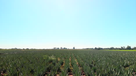 aloe vera small planting aerial shot in mexican field