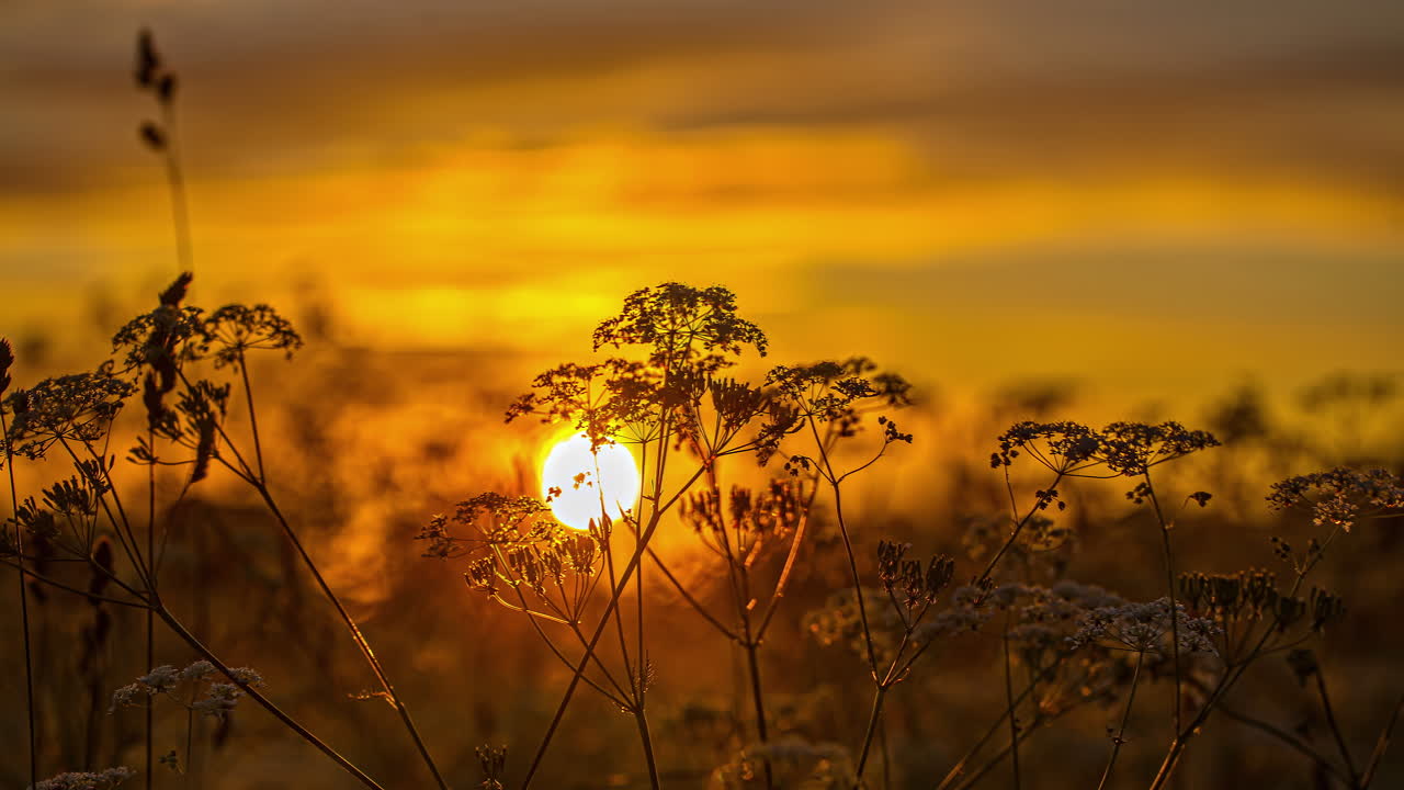 una puesta de sol dorada con perejil de vaca de flores silvestres en primer plano - lapso de tiempo de fondo borroso aislado
