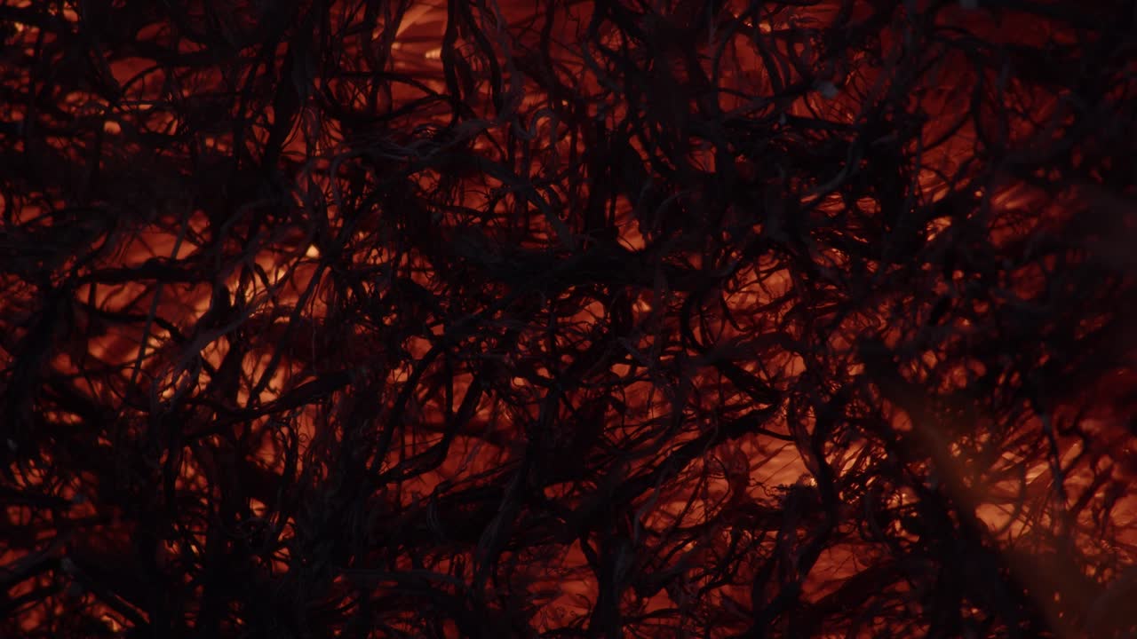 Embers of a beautiful bonfire at night, static close up shot