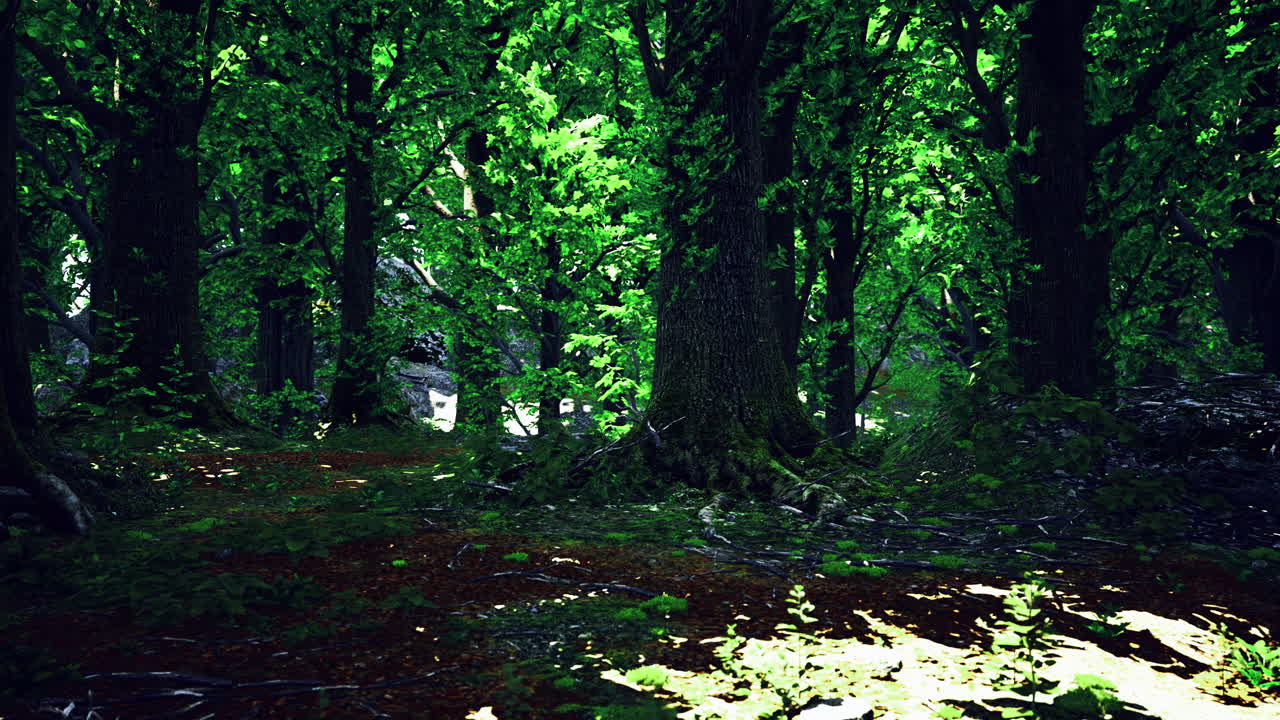 bosque verde exuberante con la luz del sol filtrando a través de las hojas de los árboles durante el día