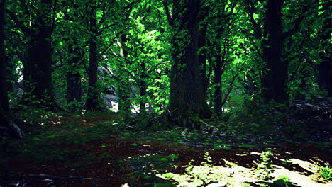 bosque verde exuberante con la luz del sol filtrando a través de las hojas de los árboles durante el día