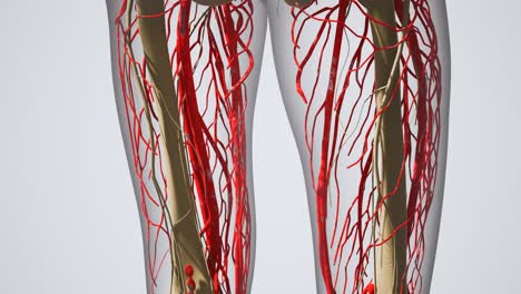 Wissenschaftliche-Anatomie-Menschlicher-Blutgefäße