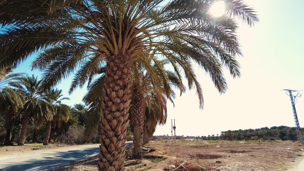 date palm plantation deglet nour in the region of biskra algeria