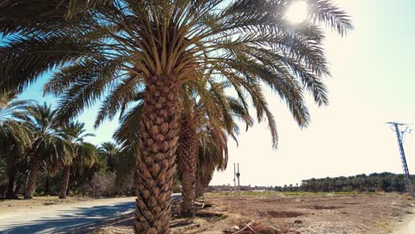 Plantación-De-Palmeras-Datileras-Deglet-Nour-En-La-Región-De-Biskra-Argelia