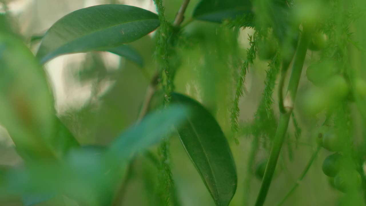 Close up of some green plants in the garden.