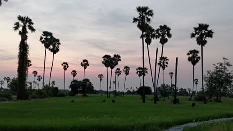 Paisaje-De-Dongtan-Sam-Khok-De-Altas-Palmeras-Con-Campos-De-Arroz-En-Tailandia