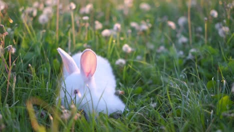 a white fluffy rabbit is sitting on a green lawn and grass. little rabbit on green grass in summer day. vertical video
