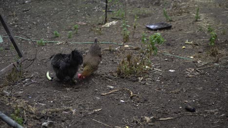 black and orange backyard chickens eating apple on dirt