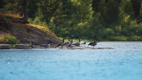 a flock of wild geese on the rocky riverbank