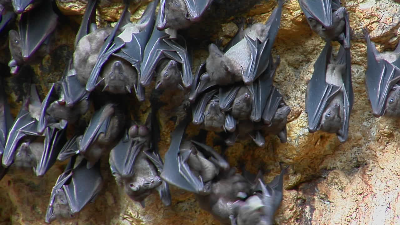 летучие мыши висят на стене в храме пура гоа лавах, также известном как храм в пещере летучих мышей в индонезии