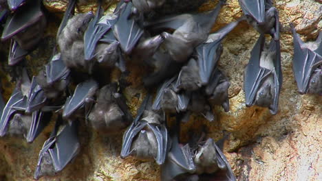 bats hang on a wall at the pura goa lawah temple also known as the bat cave temple in indonesia