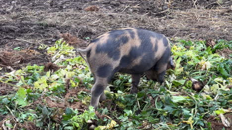 little pig eating hay in the field