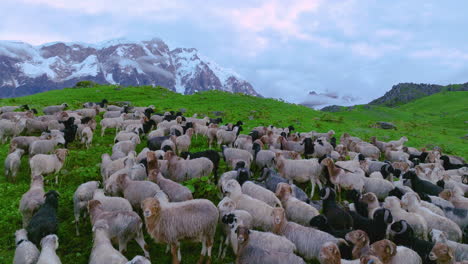 sheeps grazing in green land of mountains and himalayas at nepal hills