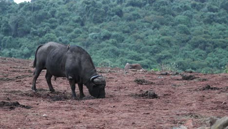 grazing african buffalo in the wilderness of aberdare national park, kenya, east africa