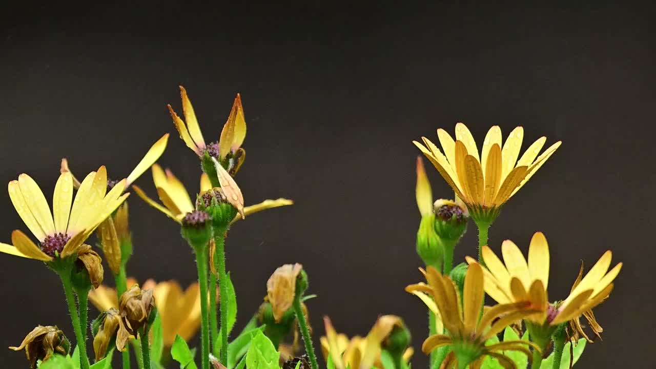 Studio botanico dettagliato della margherita gialla, che documenta come le goccioline d'acqua si formano e si fondono sulla superficie liscia dei fiori ligulati