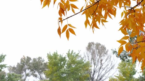 Snowfall-in-October-in-Boulder,-CO,-USA