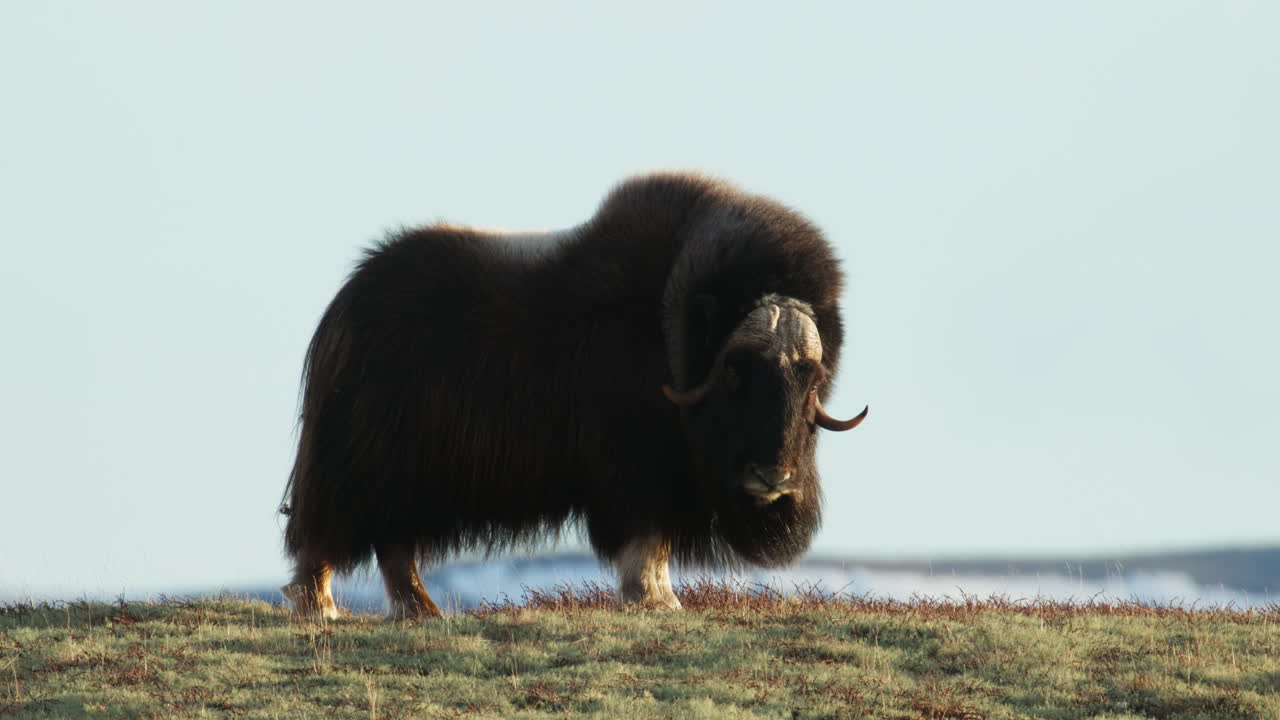 Musk oxen bull with face in sunset glow looking at camera on Dovrefjell Norway
