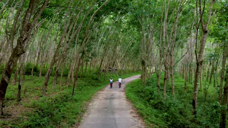 a couple of men and women on bicycle in the jungle of koh yao yai thailand, men and woman bicycling alongside a rubber plantation in thailand.