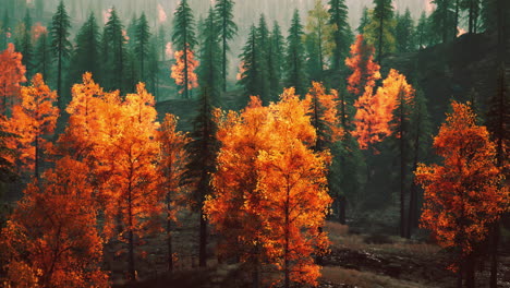 golden forest in fall