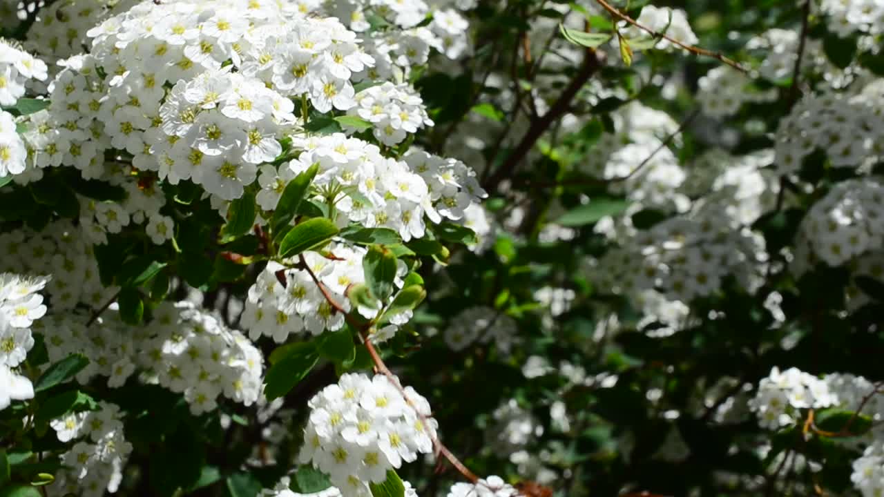 Spirea alpine spring flower - white flowering shrub. Bush in the spring