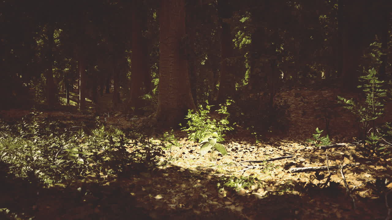La luce del sole filtra tra gli alberi illuminando una pianta verde sottostante