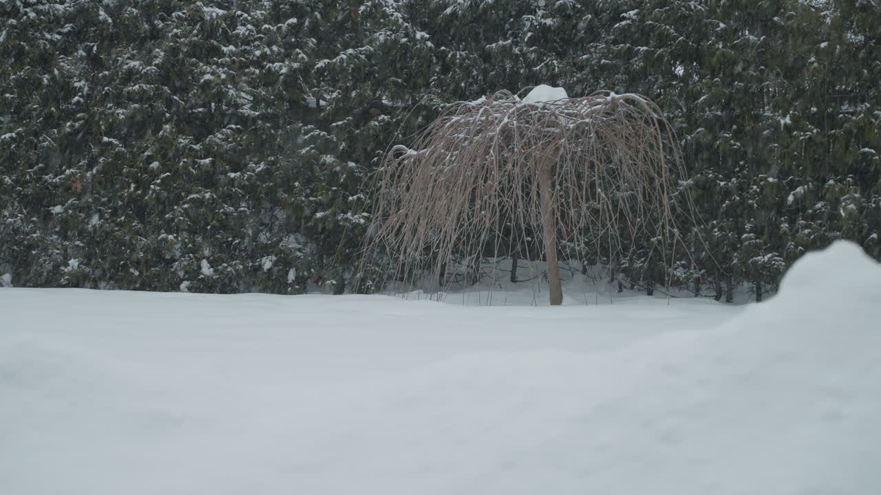 Snow-covered tree in serene winter landscape, peaceful and calm outdoors