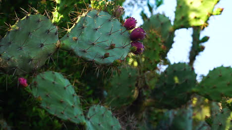 Close-up-static-shot-of-Indian-fig-opuntia-with-fruits-swaying-in-wind