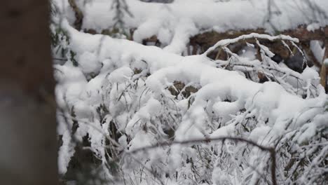 snow clings to tree branches in a dense alpine forest, creating soft natural forms after a fresh snowfall.