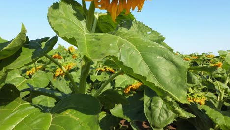 agricultural field of sunflowers. shooting in the summer in the countryside.