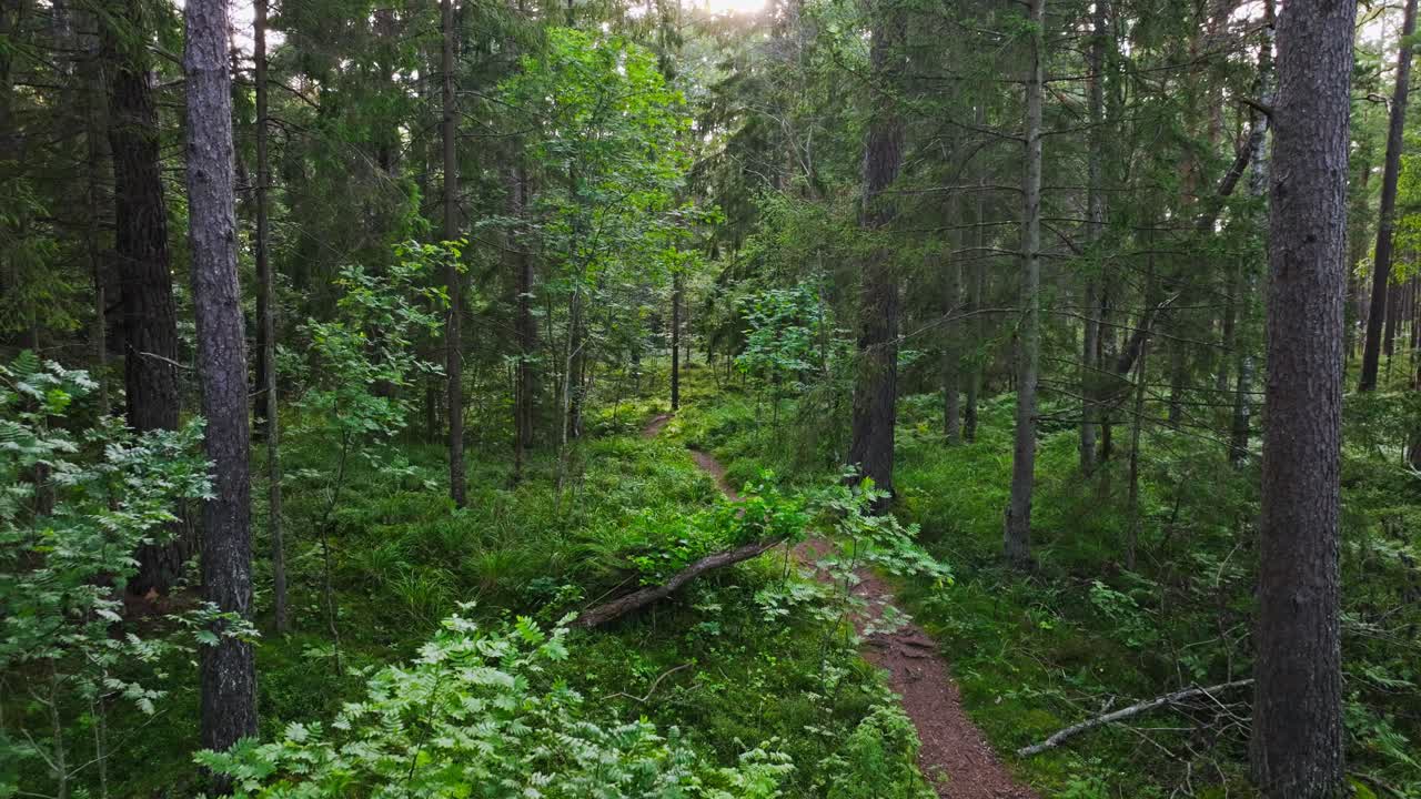 Sentiero nel bosco sotto la luce del tramonto che simboleggia la biodiversità e la cura delle risorse naturali