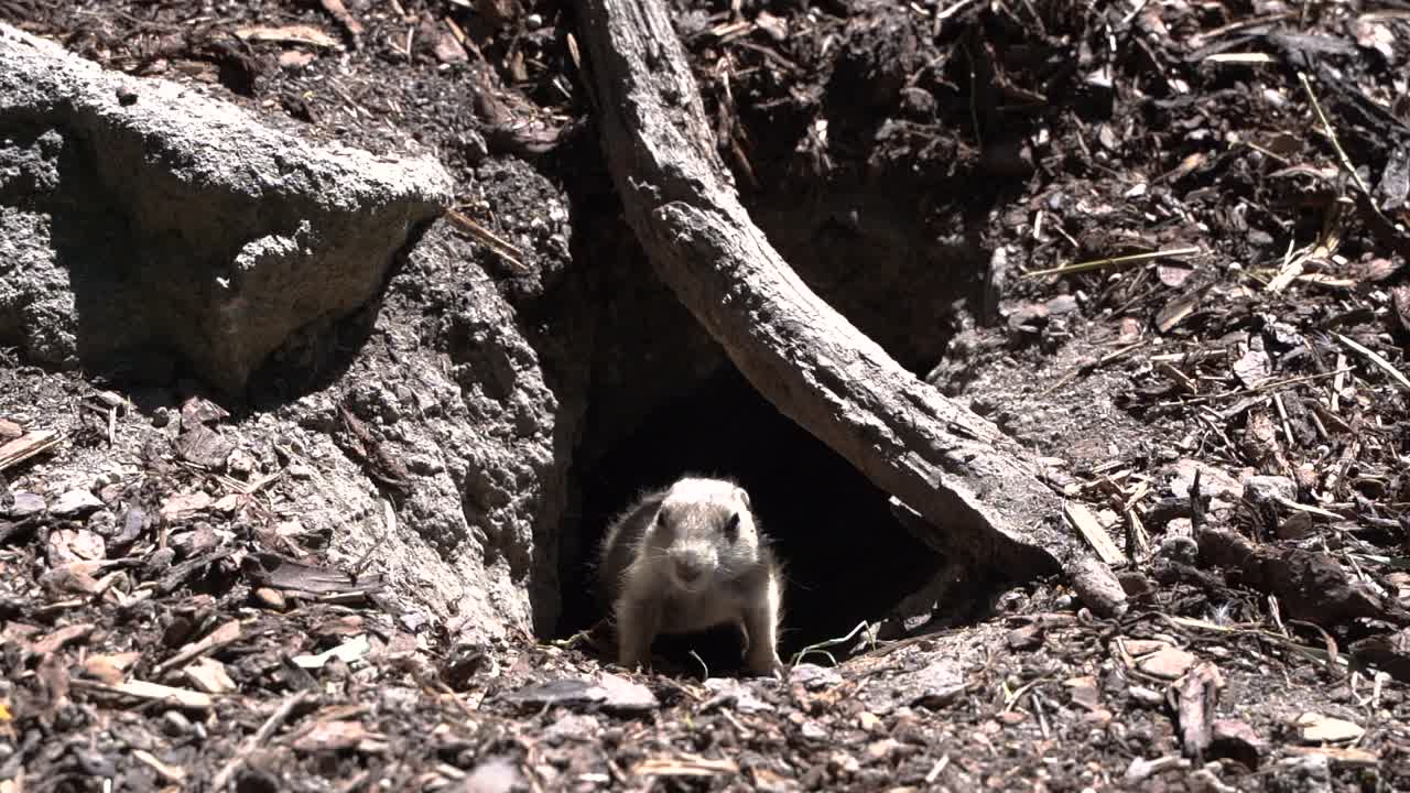 Curious black tailed prairie dog exiting underground hole