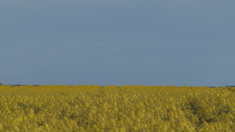 yellow rapeseed field and clear blue sky