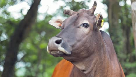 a stationary footage focused on a brown cow's face while staring and wandering around the area