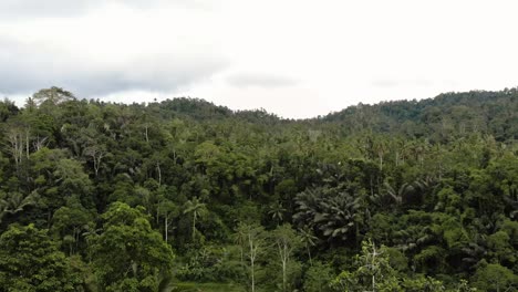 Bali---Dron-De-La-Selva-Tropical