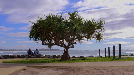 palmera pandanas con una pareja sentada en la costa de la playa durante el verano - surfeando en crescent head - sydney, nsw, australia