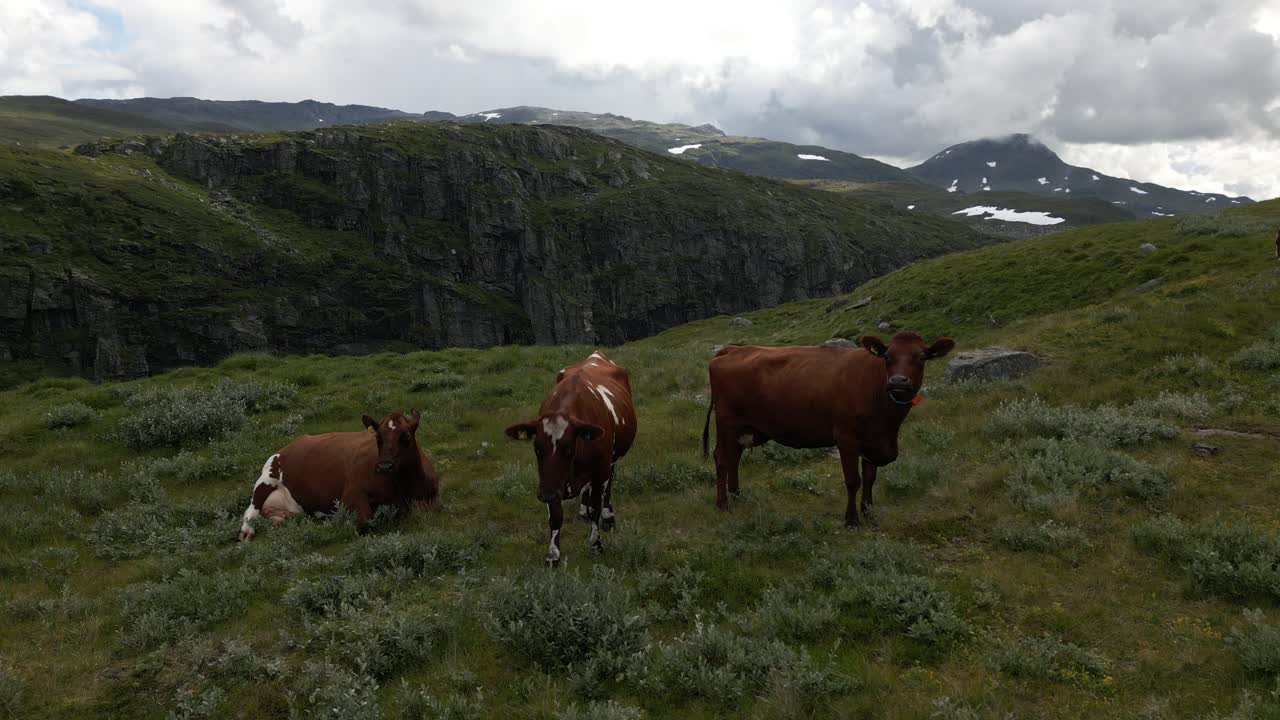Ripresa aerea di mucche che mangiano e si avvicinano a un drone su un fianco di montagna a Vikafjellet, una montagna a Vik i Sogn, Norvegia