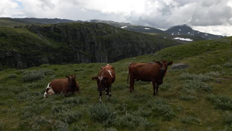 Antena-De-Vacas-Comiendo-Y-Acercándose-A-Un-Dron-En-La-Ladera-De-Una-Montaña-En-Vikafjellet,-Una-Montaña-En-Vik-I-Sogn,-Noruega