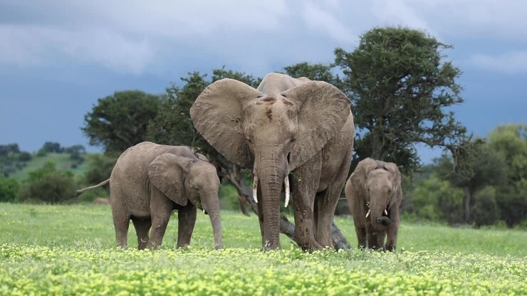 Três elefantes africanos comendo flores em Botsuana, tomada frontal