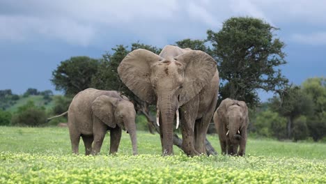 three african elephants eating flowers in botswana, front on shot