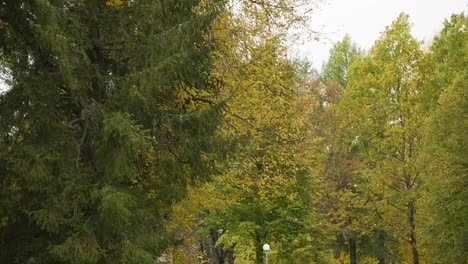 Las-Hojas-Caen-De-Los-árboles-En-Otoño